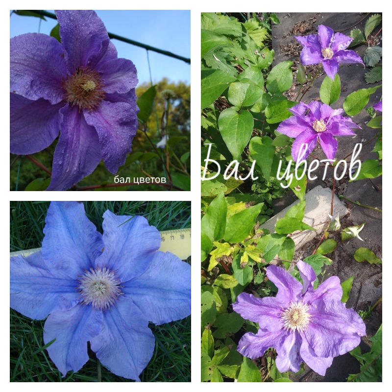 клематис бал цветов